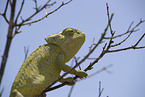 chameleon