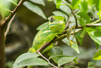 Mediterranean chameleon