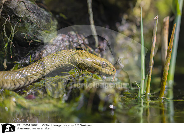 Wrfelnatter / checkered water snake / PW-15692