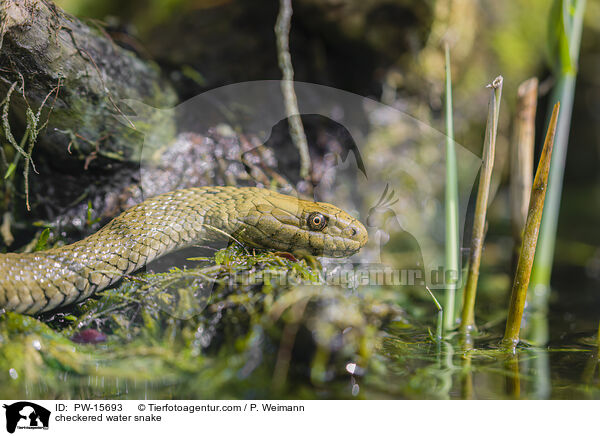 Wrfelnatter / checkered water snake / PW-15693