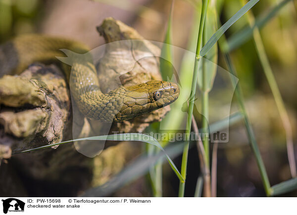 Wrfelnatter / checkered water snake / PW-15698