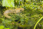 checkered water snake