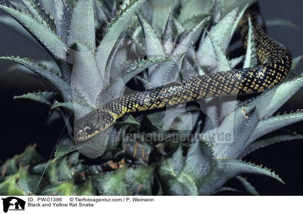 Hhnerfresser-Schlange / Black and Yellow Rat Snake / PW-01386