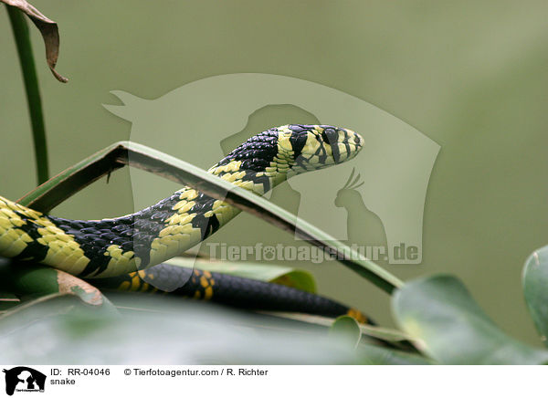 Hhnerfresser / snake / RR-04046