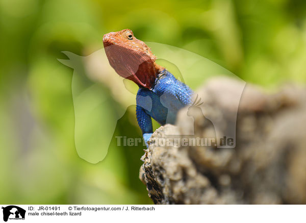 male chisel-teeth lizard / JR-01491