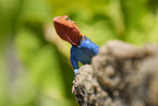male chisel-teeth lizard