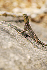 female chisel-teeth lizard