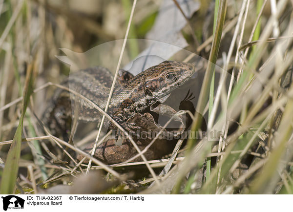 Waldeidechse / viviparous lizard / THA-02367