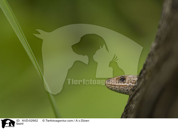 lizard / AVD-02662