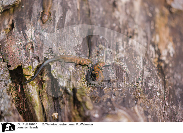 common lizards / PW-10960