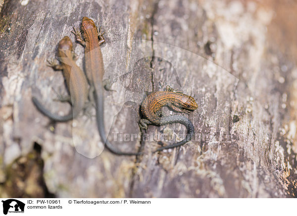 common lizards / PW-10961