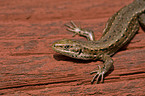 viviparous lizard
