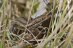 viviparous lizard