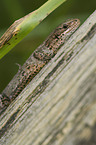 lizard