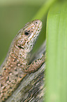 lizard