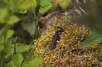 viviparous lizard