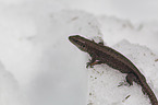 Common Lizard