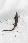 Common Lizard