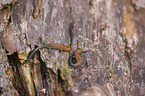 common lizards