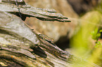 common lizard