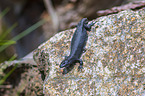 common lizard
