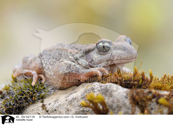 Gemeine Geburtshelferkrte / midwife toad / DV-02116