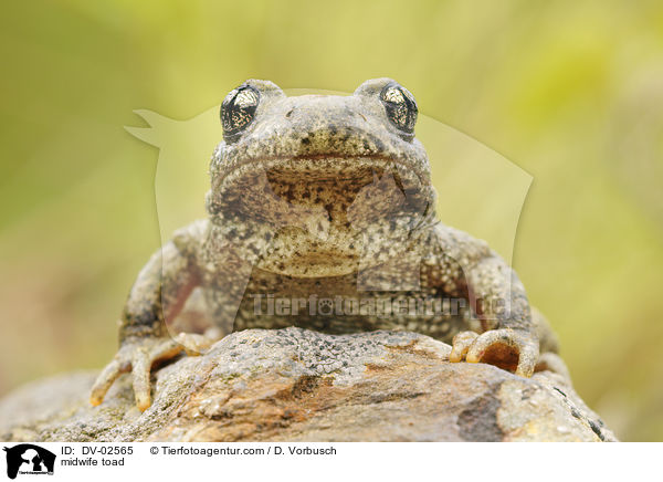 Gemeine Geburtshelferkrte / midwife toad / DV-02565