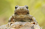 midwife toad