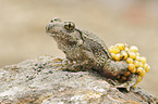 midwife toad