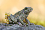 midwife toad