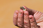shovel-snouted lizard
