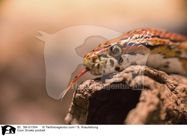 Kornnatter Portrait / Corn Snake portrait / SK-01354