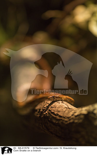 Corn Snake on a branch / SK-01579
