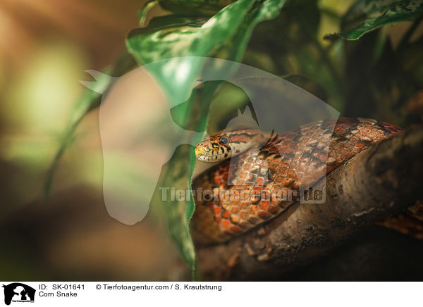 Corn Snake / SK-01641