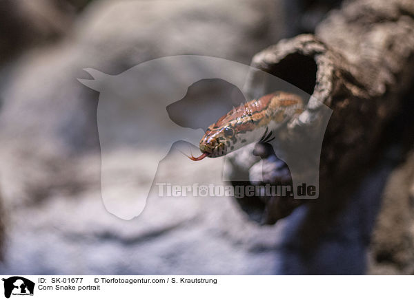 Kornnatter Portrait / Corn Snake portrait / SK-01677