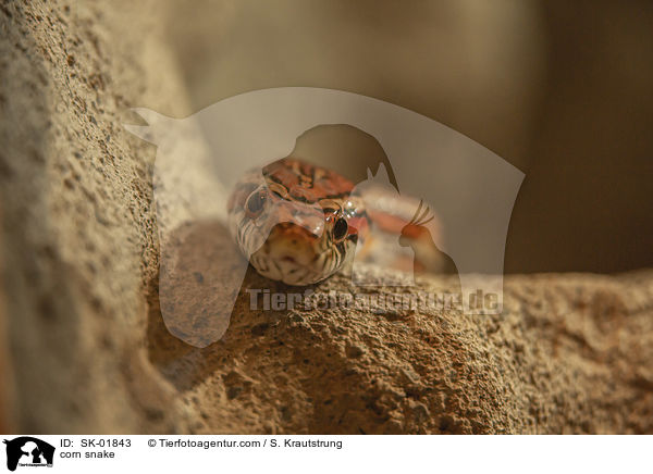 corn snake / SK-01843