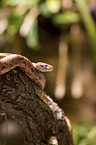 Corn Snake