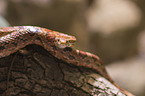 Corn Snake on a branch