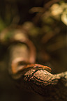 Corn Snake on a branch