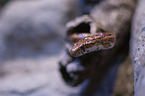 Corn Snake