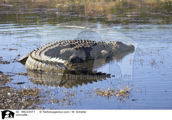 Krokodil / crocodile / WS-03471