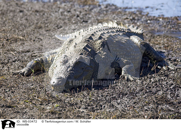 Krokodil / crocodile / WS-03472