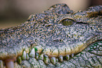crocodile