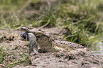 Crocodile eats catfish