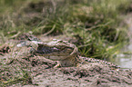 Crocodile eats catfish