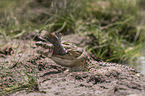 Crocodile eats catfish