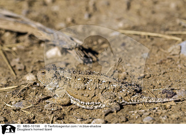 Douglass's horned lizard / MBS-10198