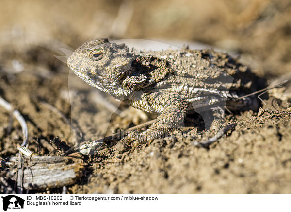 Kurzhorn / Douglass's horned lizard / MBS-10202