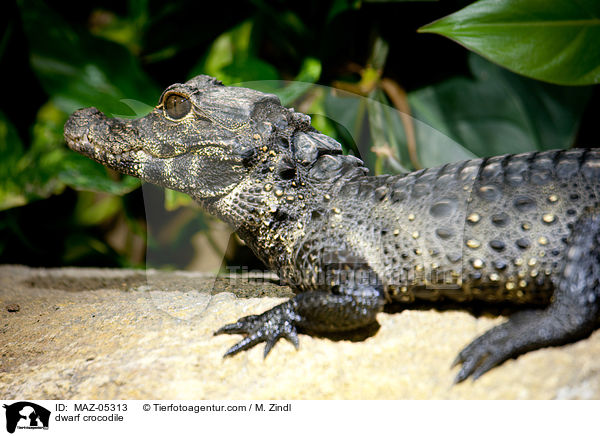 Stumpfkrokodil / dwarf crocodile / MAZ-05313