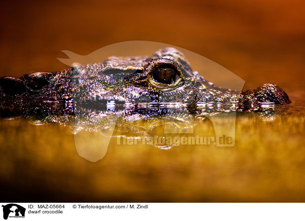 Stumpfkrokodil / dwarf crocodile / MAZ-05664